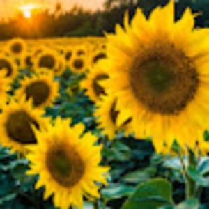 Meet your Posher, Miranda